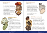 Rock Collecting for Kids