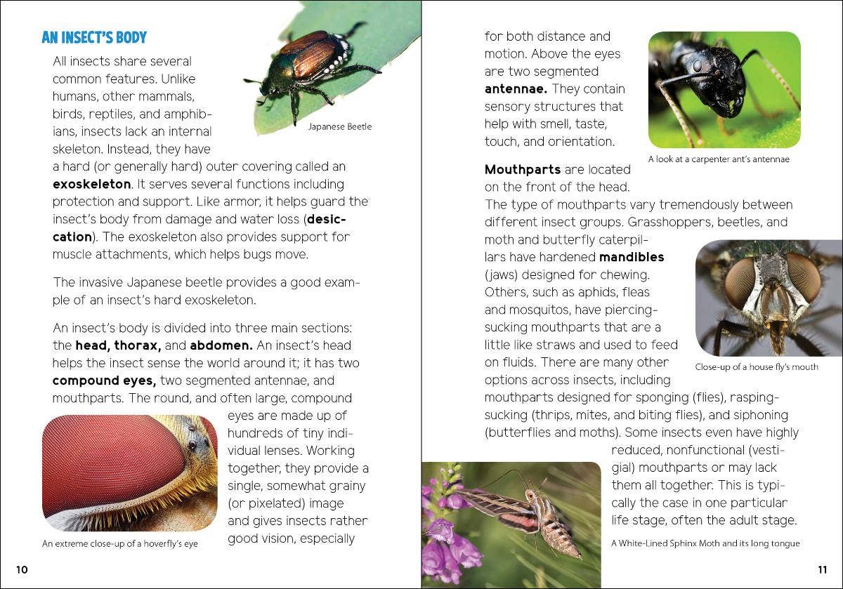 Insects & Bugs for Kids